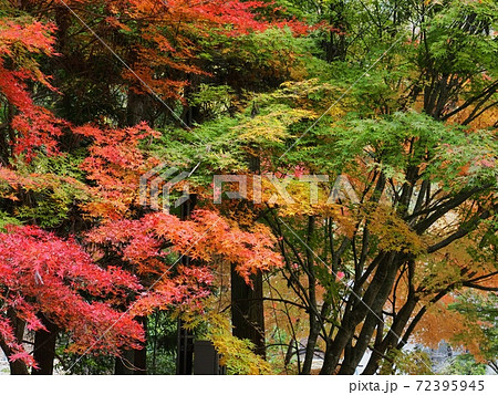 羅漢の里の紅葉　羅漢渓谷の紅葉 72395945