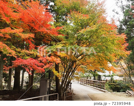 羅漢の里の紅葉 羅漢渓谷の紅葉 羅漢の里の紅葉 羅漢渓谷の紅葉 72395948