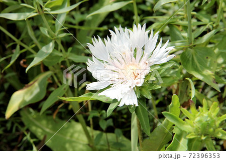 白いストケシアの花 72396353