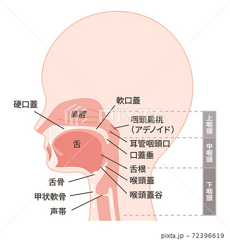 頭部_矢状断_口腔のイラスト_名称ありのイラスト素材 [72396619] - PIXTA