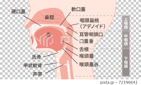 Head_Sagittal section_Oral illustration_Named_16: 9 72396641
