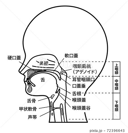 頭部 矢状断 口腔のイラスト 名称あり 白黒のイラスト素材