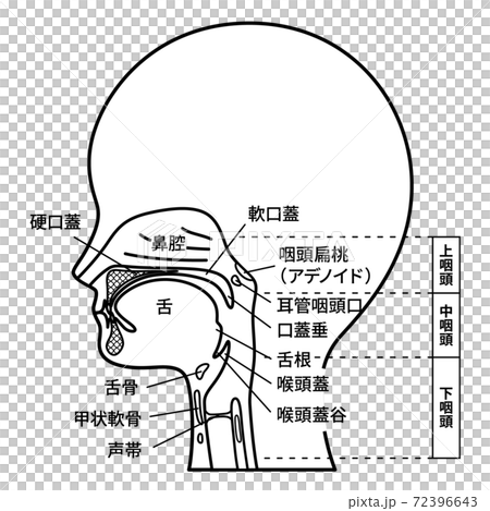 Head _ Sagittal section _ Oral cavity illustration _ Named _ Black and white 72396643
