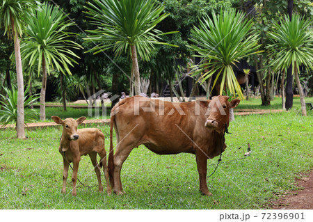 The family red cow stay in graden at thailand The family red cow stay in graden at thailand 72396901