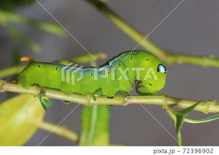 Close up green worm or Daphnis neri worm on the stick tree in nature and enviroment 72396902