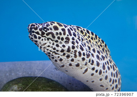 The Moray eel fish is swimming in water The Moray eel fish is swimming in water 72396907