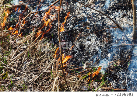 Strong fire in the forest on the lake. A lot of smoke on the background of the trees. Ashes, and Strong fire in the forest on the lake. A lot of smoke on the background of the trees. Ashes, and 72396993