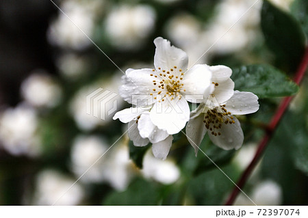 close up blooming jasmine flower on bush in garden, selected focus. 72397074