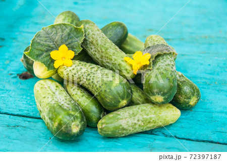 lot of cucumbers and flowers on a blue wooden background lot of cucumbers and flowers on a blue wooden background 72397187