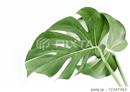 Close-up of the Monstera leaf. Tropical palm leaves Monstera isolated on white background. Tropical nature concept. 72397363