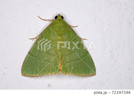 Green Underwing moth Green Underwing moth 72397396