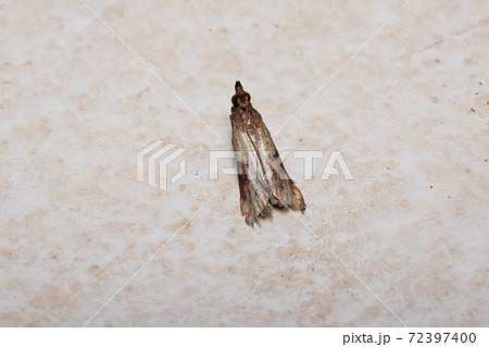 Indian Meal Moth 72397400