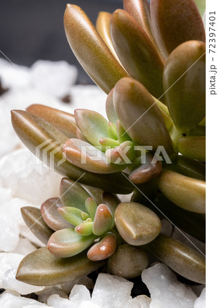 Succulent plant with seedlings emerging 72397401