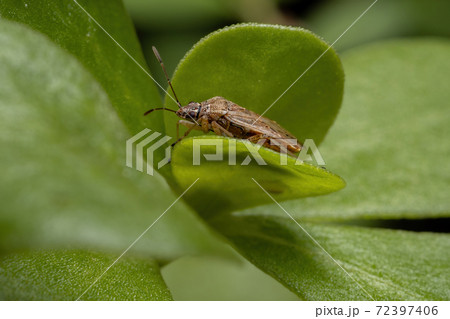 Adult Seed bug 72397406