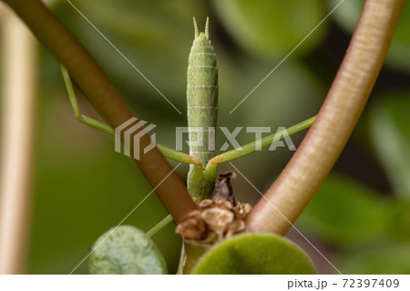 Brazilian Small Male Mantid Brazilian Small Male Mantid 72397409