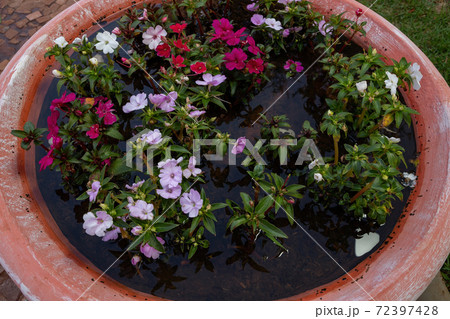 New Guinea Impatiens Flowers New Guinea Impatiens Flowers 72397428