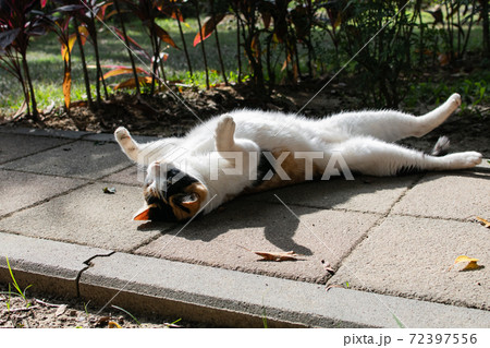 動物 動物学 台湾 72397556