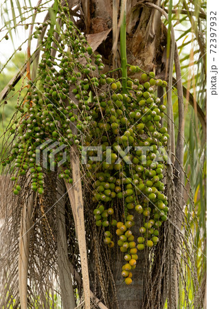 Queen Palm Tree 72397932