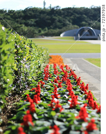 国立沖縄平和記念公園のサルビア 国立沖縄平和記念公園のサルビア 72397938
