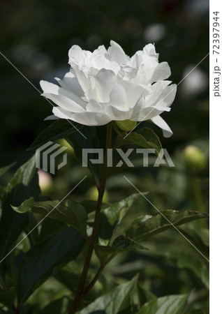 芍薬園に白い芍薬の花が咲いています。このシャクヤクの名前は滝の粧（タキノヨソオイ）です。 72397944