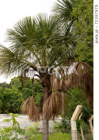 Moriche Palm Tree Moriche Palm Tree 72397979