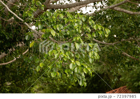 Foliage of Weeping Fig Tree 72397985