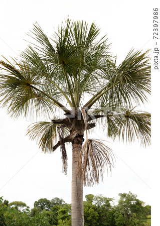 Moriche Palm Tree Moriche Palm Tree 72397986