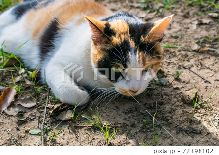 動物 動物学 台湾 72398102