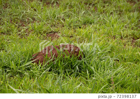 Small Termite Mound 72398137