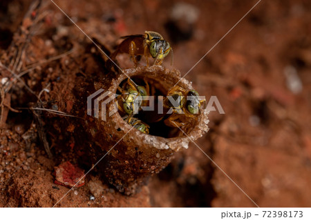 Adult Jatai bees Adult Jatai bees 72398173