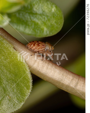 Small orange jumping spider Small orange jumping spider 72398276