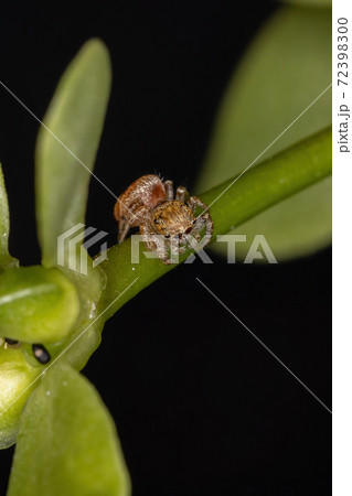 Small orange jumping spider Small orange jumping spider 72398300