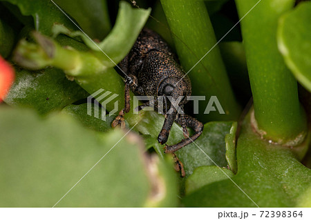 Adult black True Weevil Adult black True Weevil 72398364