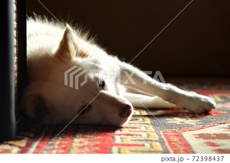 寝ながら睨んでくる犬の写真素材