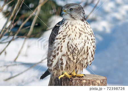 Eurasian falcon is sitting on a wooden stump. 72398726
