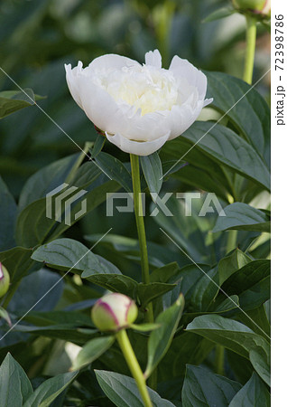 芍薬園に白色の芍薬が咲いています。このシャクヤクの名前はダッチェス・ド・ヌムールです。 芍薬園に白色の芍薬が咲いています。このシャクヤクの名前はダッチェス・ド・ヌムールです。 72398786