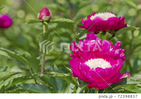 芍薬園に赤紫の芍薬が咲いています このシャクヤクの名前はビロードクイーンです の写真素材