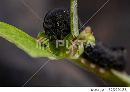 Caterpillar eatinga Common Purslane plant Caterpillar eatinga Common Purslane plant 72399128
