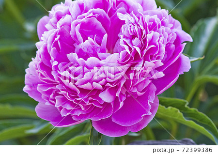 芍薬園にピンク色のシャクヤクが咲いています。このシャクヤクの名前はサラ・ベルナールです。 72399386