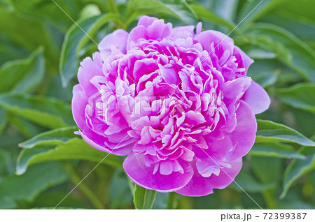 芍薬園にピンク色のシャクヤクが咲いています。このシャクヤクの名前はサラ・ベルナールです。 72399387