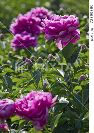 芍薬園にピンク色のシャクヤクが咲いています このシャクヤクの名前はサラ ベルナールです の写真素材