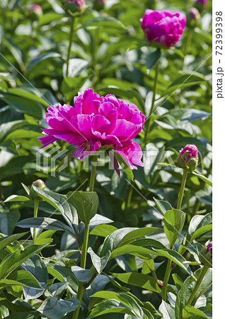 芍薬園にピンク色のシャクヤクが咲いています このシャクヤクの名前はサラ ベルナールです の写真素材