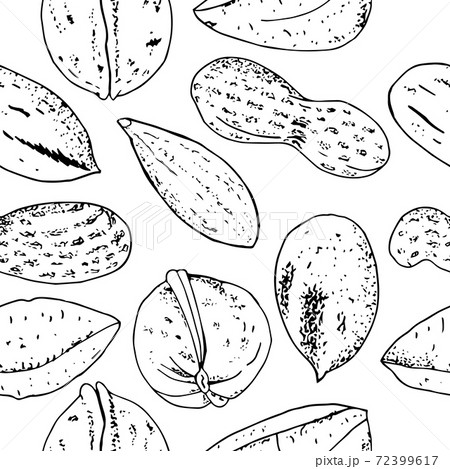 Seamless vector nuts pattern. Outline hand drawn illustration. Black and white food background isolate on white. 72399617