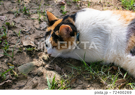 動物 動物学 台湾 72400269