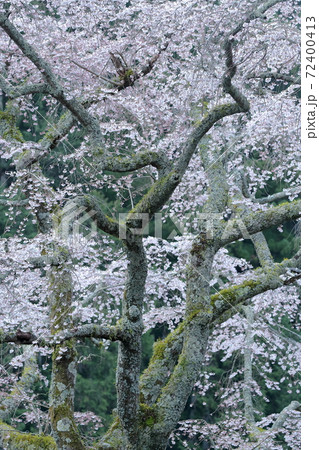 しだれ桜 身延山久遠寺 山梨県 の写真素材