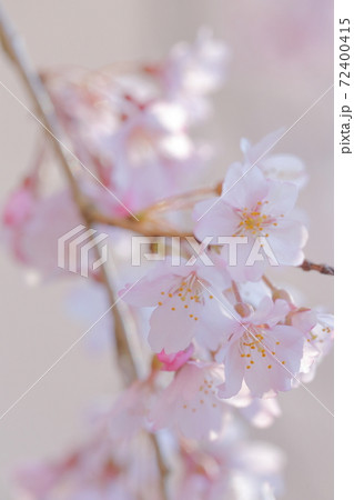 桜のアップ 桜のアップ 72400415