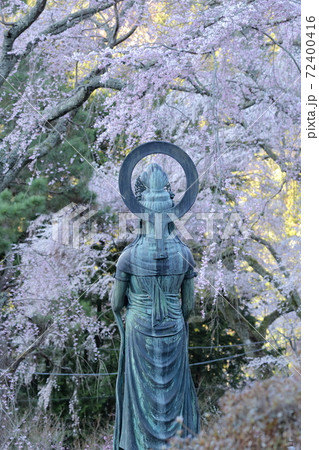 仏像の後ろ姿としだれ桜(身延山久遠寺 山梨県) 仏像の後ろ姿としだれ桜(身延山久遠寺 山梨県) 72400416