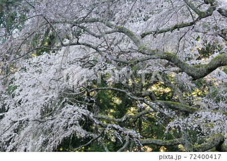 しだれ桜(身延山久遠寺 山梨県) しだれ桜(身延山久遠寺 山梨県) 72400417