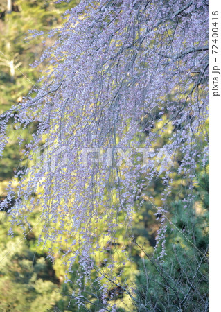 しだれ桜(身延山久遠寺 山梨県) しだれ桜(身延山久遠寺 山梨県) 72400418