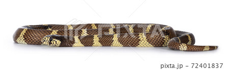 Adult California kingsnake aka Lampropeltis getula californiae snake, isolated on white background. 72401837
